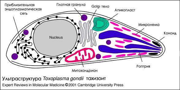  Toxoplasma gondii (),       