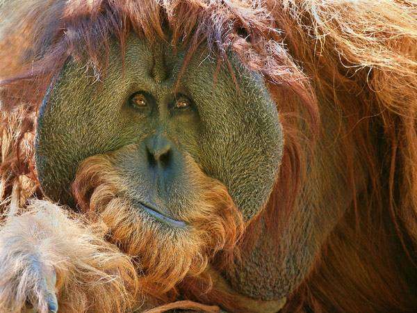Орангутанг (Pongo), фото новости о приматы фотография картинка