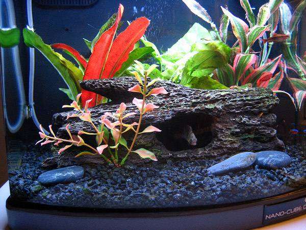 Нано аквариум в домашних условиях видео
