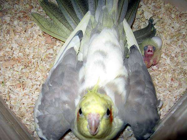 Как сделать чтобы попугайчики размножались