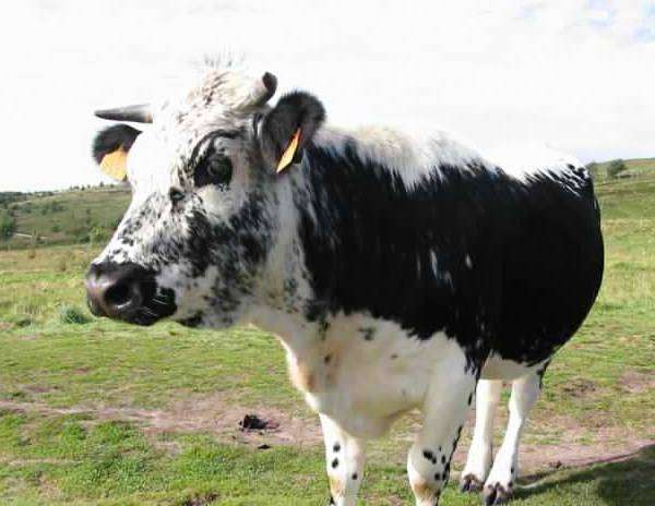 Истобенская порода коров, фото 