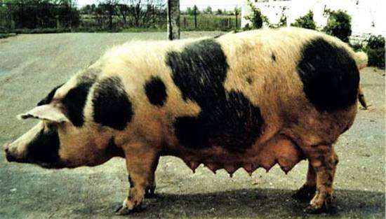 Белорусская черно-пестрая порода свиней, фото нежвачные фотография