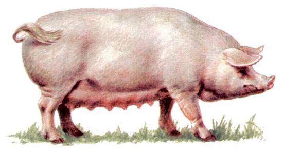 Уржумская порода свиней, картинка рисунок изображение