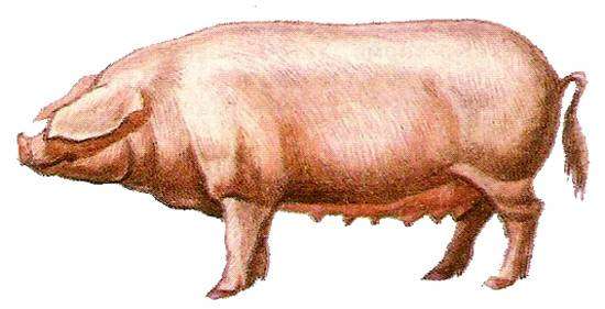 Эстонская беконная порода свиней, рисунок картинка