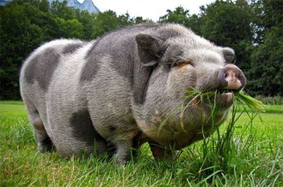 Миргородская порода свиней, фото фотография нежвачные животные