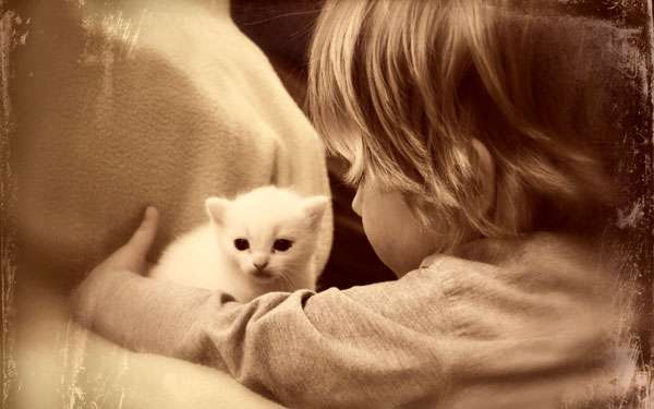 Девочка и белый котенок, фото фотография новости о кошках