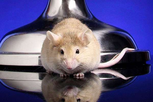 Домашняя крыса, фото новости о грызунах фотография картинка