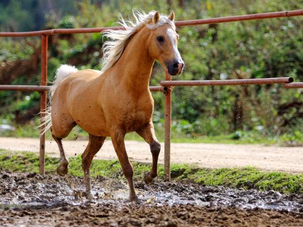Лошадь, фото новости о лошадях фотография