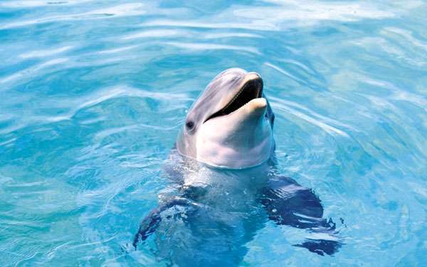 Дельфин в воде, фото новости о дельфинах китах фотография