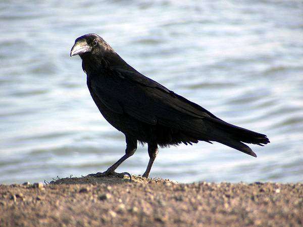 (Corvus corax),    