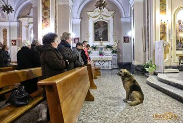 Собака в церкви, фото фотография 