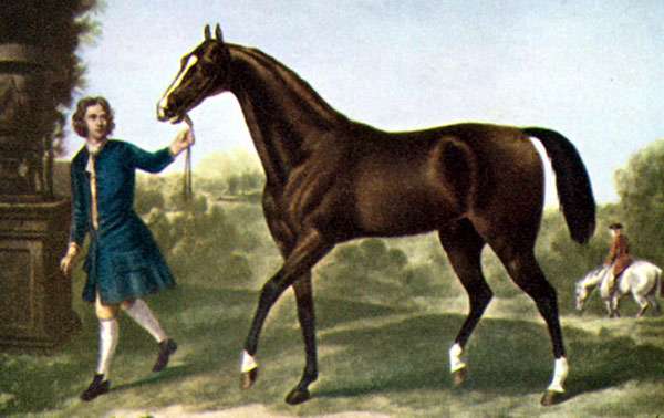 Чистокровный арабский скакун Дарли Арабиан, рисунок картинка лошади