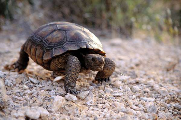 Сухопутная черепаха, фото рептилии фотографии