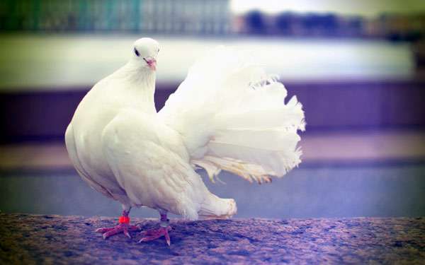 Белый декоративный домашний голубь, фото птицы фотография