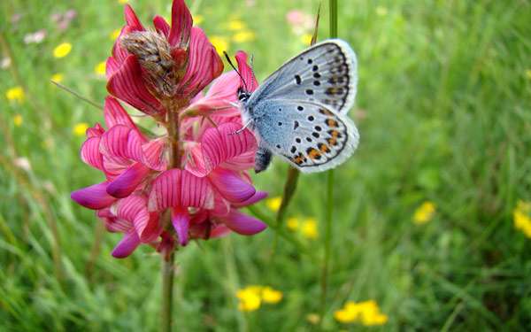 Бабочка голубянка на цветке, фото насекомые фотография 