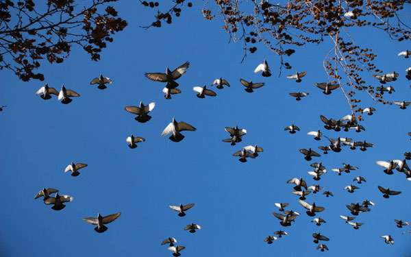 Стая летящих голубей, фото птицы фотография