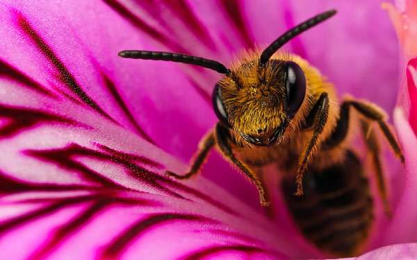 Пчела в цветке, фото насекомые фотография 