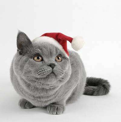 Картинки по запросу фото новогоднего кота
