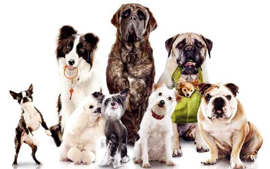 Собаки разных пород, фото кормление собаки фотография
