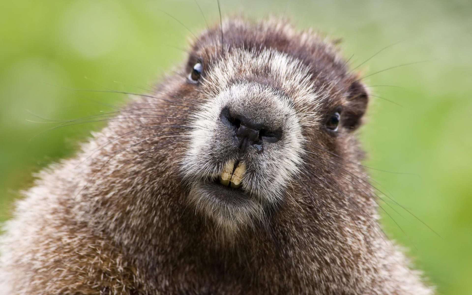   (Marmota marmota),     