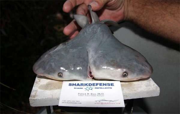 Зародыш акулы-быка с двумя головами, фото рыбы фотография 
