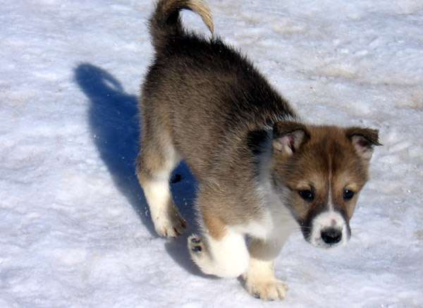 Щенок западносибирской лайки, фото картинка фотография собаки
