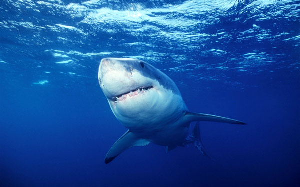 Большая белая акула, фото рыбы фотография 
