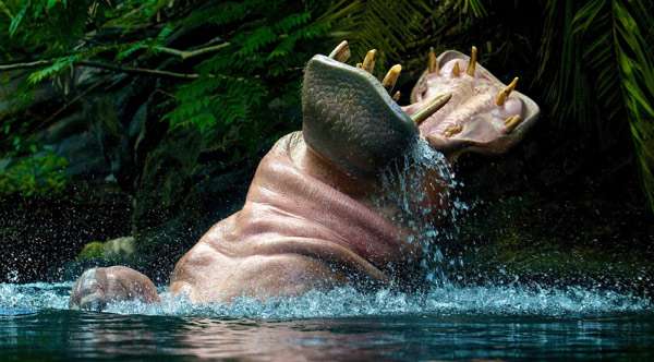 Бегемот (Hippopotamus amphibius), фото фотография 