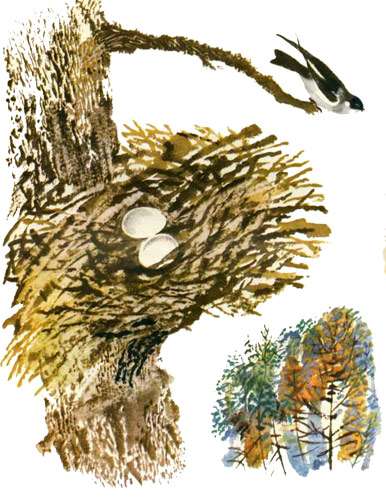 Гнездо лесного голубя, рисунок картинка