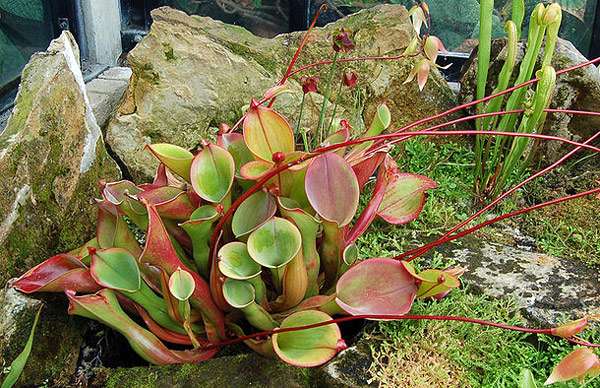 Гелиамфора поникающая (Heliamphora nutans), фото фотография хищные растения