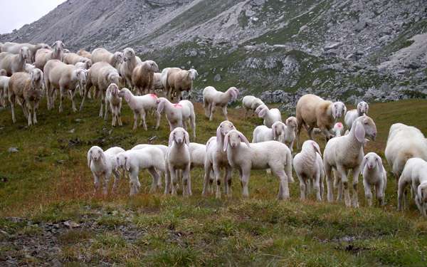 Стадо овец, овцы в горах, фото фотография картинка