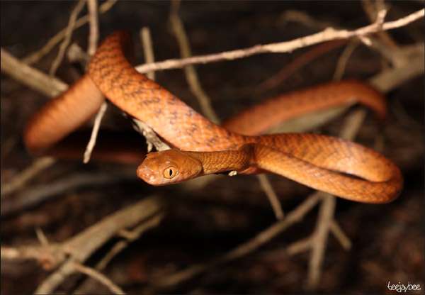Коричневая бойга (Boiga irregularis), фото фотография рептилии змеи