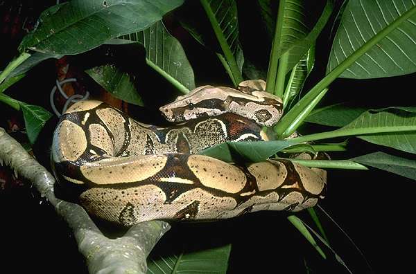 Обыкновенный удав (Boa constrictor), фото фотография змеи рептилии