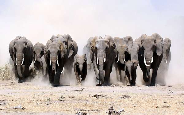 Бегущее стадо слонов, фото фотография 