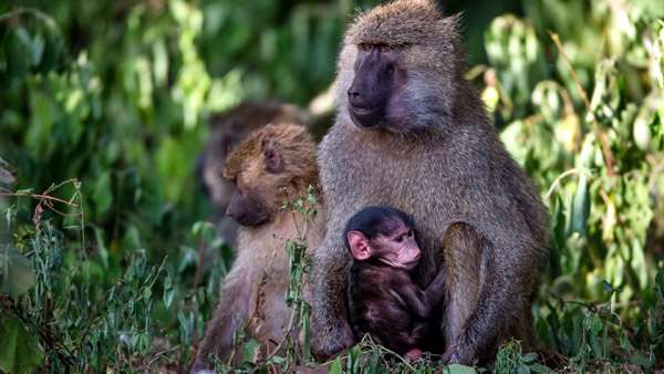 Бабуины, или жёлтые павианы (Papio cynocephalus), фото фотография приматы