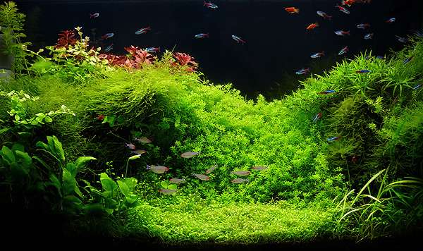 Пресноводный аквариум, фото фотография содержание рыб