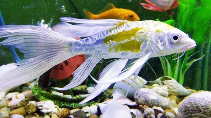 Золотая рыбка, фото фотография картинка pixabay