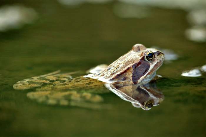 Морда лягушки, фото фотография земноводные
