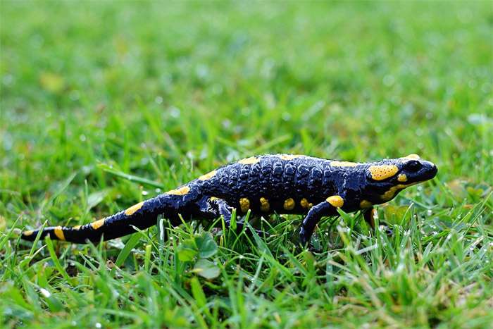 Огненная, или обыкновенная саламандра (Salamandra salamandra), фото фотография земноводные pixabay