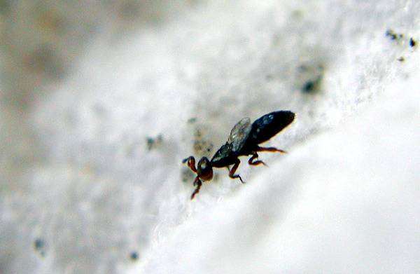 Melittobia acasta, фото новости о животных фотография насекомые