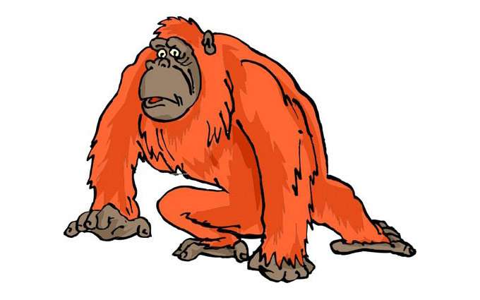 Орангутан, рисунок картинка, сказки о животных для детей