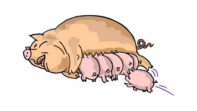 Свинья с поросятами, рисунок картинка клипарт