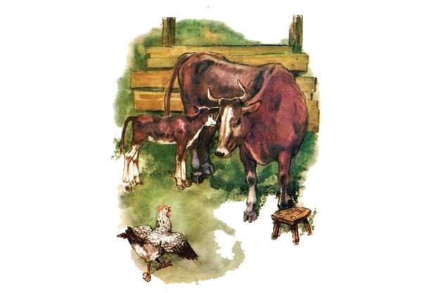 Курочка прибежала к корове, рисунок картинка изображение