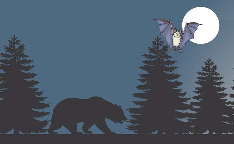 Летучая мышь и медведь, рисунок картинка сказки о животных