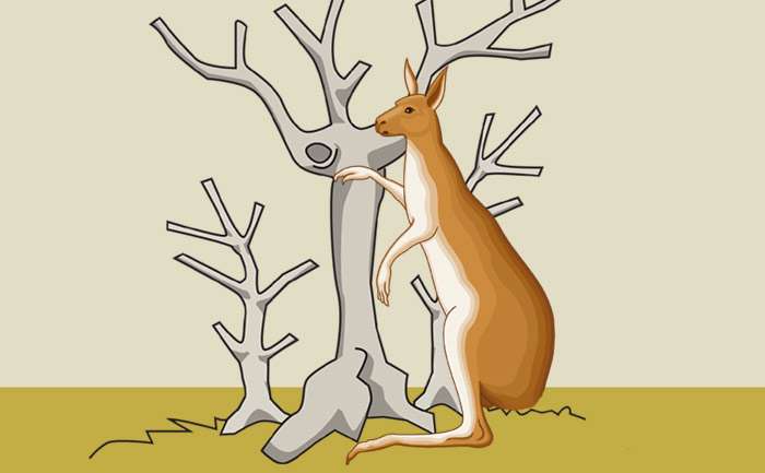 Замерзший кенгуру, рисунок картинка сказки о животных 