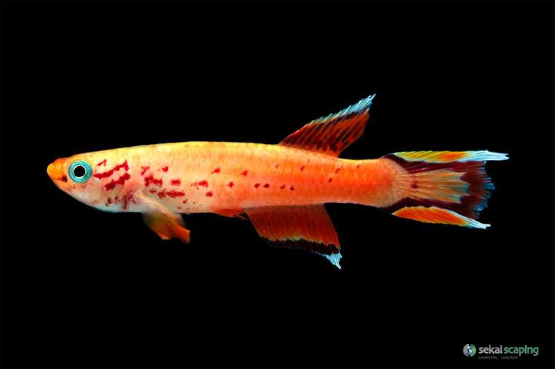 Южный афиосемион, пестрый фундулус (Aphyosemion australe), фото фотография аквариумные рыбки
