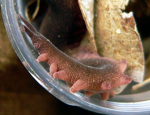 Бархатный червь (Eoperipatus totoro), фото фотография беспозвоночные животные
