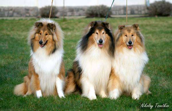 ,    (Southland Collie),    