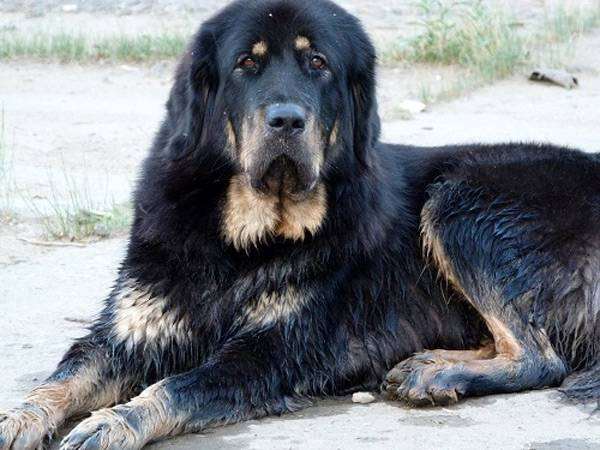   (Tibetan mastiff),     