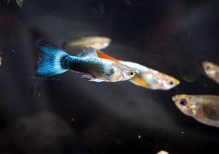 Гуппи, фото фотография, аквариумные рыбы pixabay